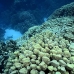 coral_hard_ad1_si_v_0065_egy3767.jpg